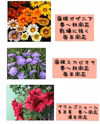 希少&宿根ばかりの12品種オススメお花達★今年～翌年も開花★