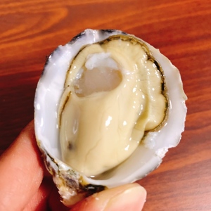 まもなく終了❗️限定販売❗️大人気❗️バージンオイスター
