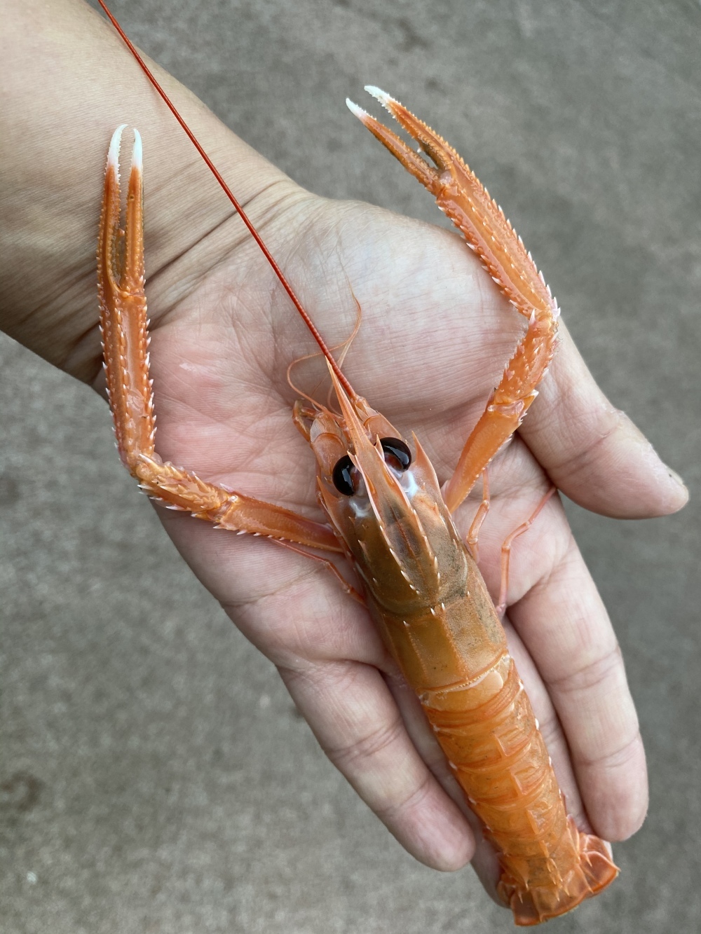 父の日ギフト エビ界のプリンセス 手長エビ中小 小500g 農家漁師から産地直送の通販 ポケットマルシェ