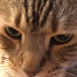 キャットニップ