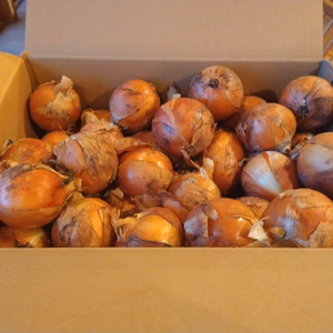 ■北海道ニセコ産■無農薬玉ねぎ■無選別は安い!