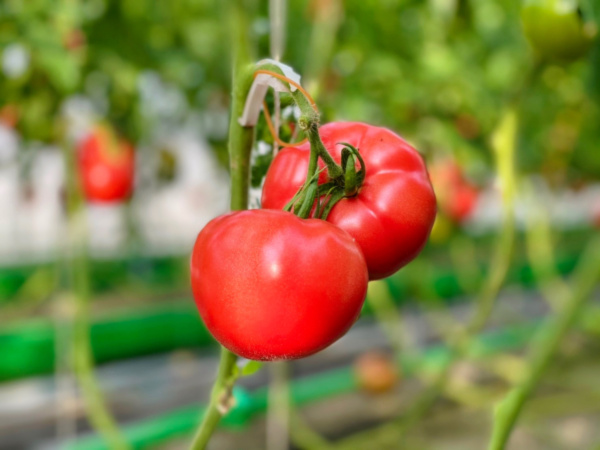 ４月に旬の野菜：豆類（そらまめ、えんどう）