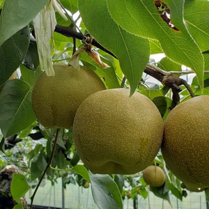 甘～い幸水梨3キロダンボール箱入り