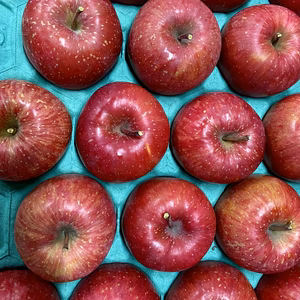 【訳あり！絶対お得！】サンふじ　ジュースサラダ用　10キロ