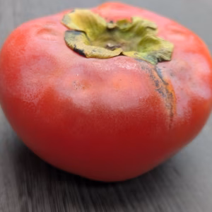 冷凍完熟ゼリー＊冷凍ずくし富有柿＊【訳あり】