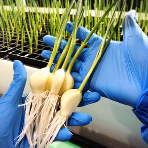 【期間限定お試し価格】燕三条からお届け！「なごみの発芽ニンニク」（20粒入り）