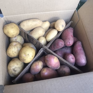新ジャガイモ小玉4種盛り(キタアカリ、メークイン、ノーザンルビー、インカのひとみ