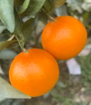 超希少品種【柑橘のスイーツ誠プリンセス】紅マドンナ×甘平の掛け合わせ！愛華48号