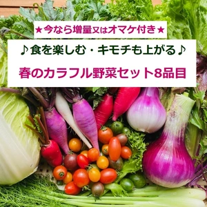 ★増量中！★『春のカラフル野菜セットⅯ 8品目』簡易レシピ付き