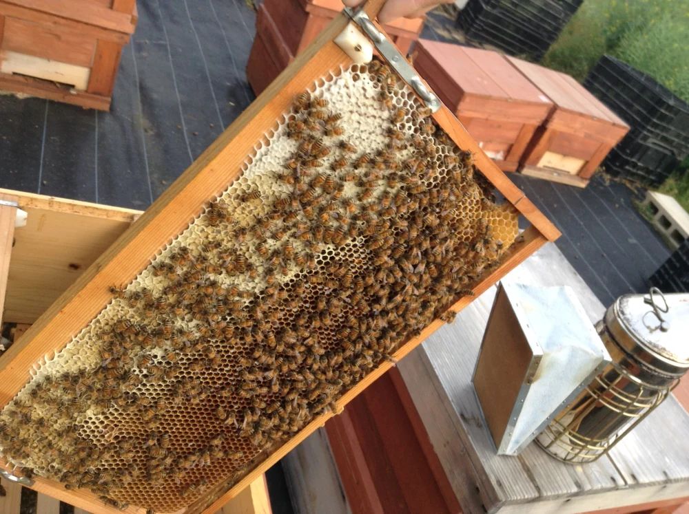 もちの木はちみつ500ｇ 2本セット