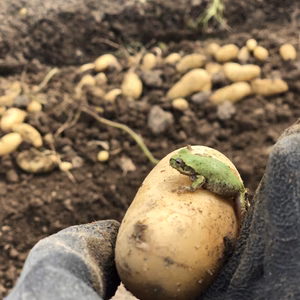 「予約」潮風薫る　掘りたて新じゃが　メークイン10㎏から