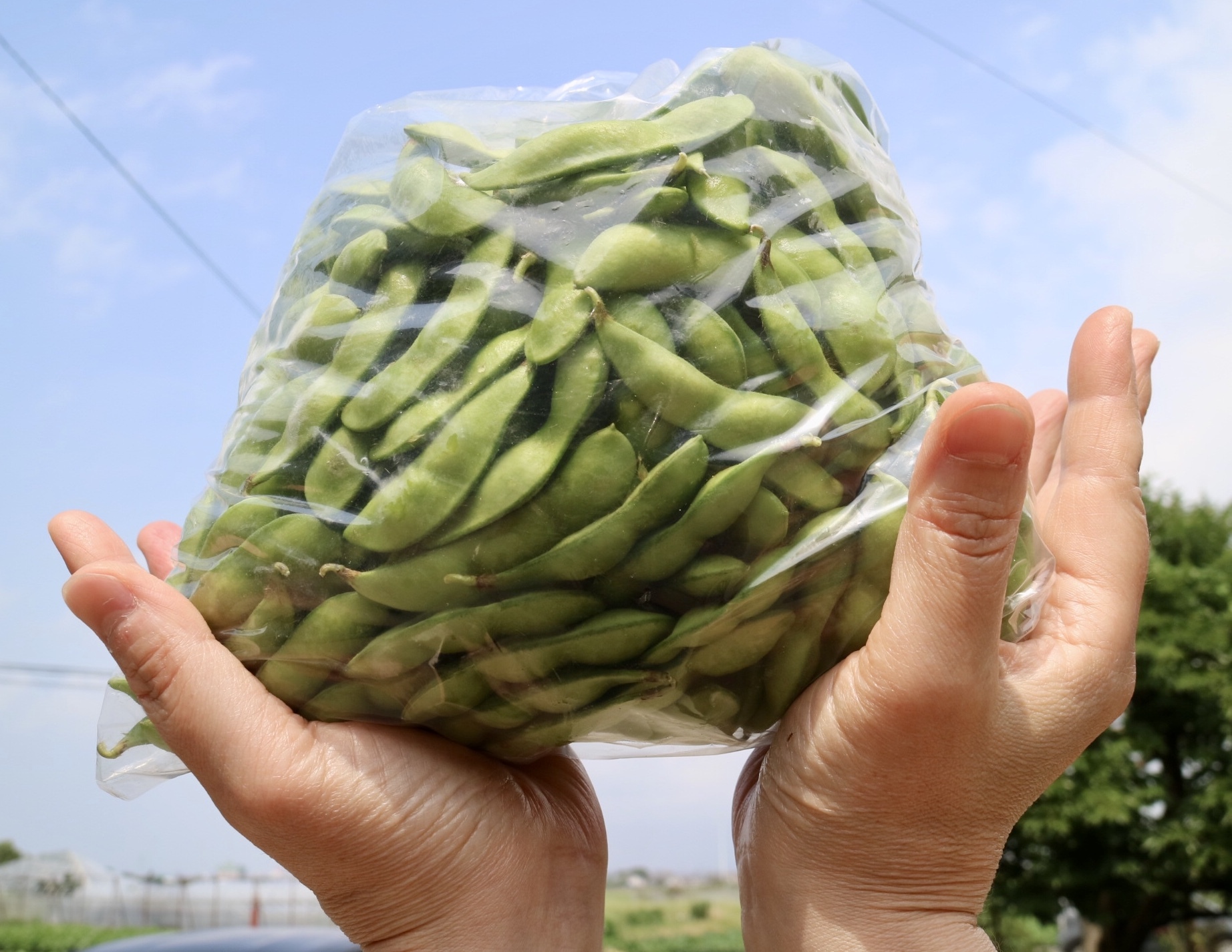 新潟の朝採り枝豆（6月予約便） | 農家漁師から産地直送の通販 ポケットマルシェ