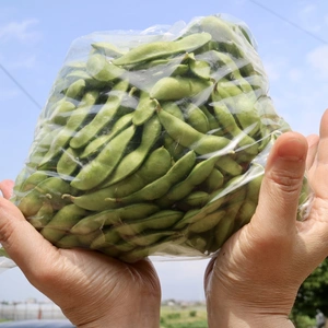 黒埼の枝豆・初夏の早生品種（6月予約便）