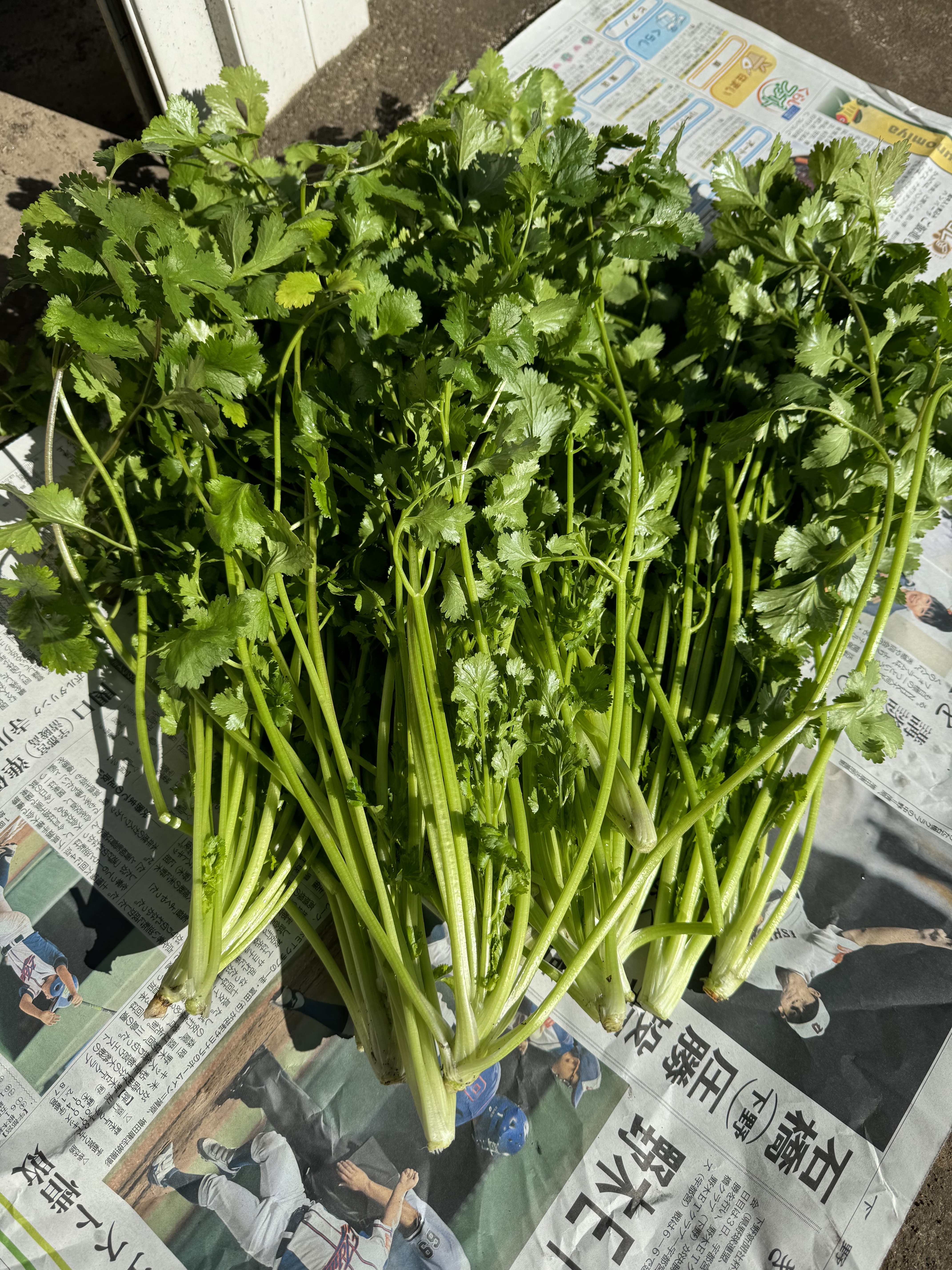 農薬不使用春の新パクチー600g & 季節の葉物野菜もサービスでお入れし