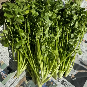 農薬不使用春の新パクチー600g & 季節の葉物野菜箱いっぱいにお入れしてお届け
