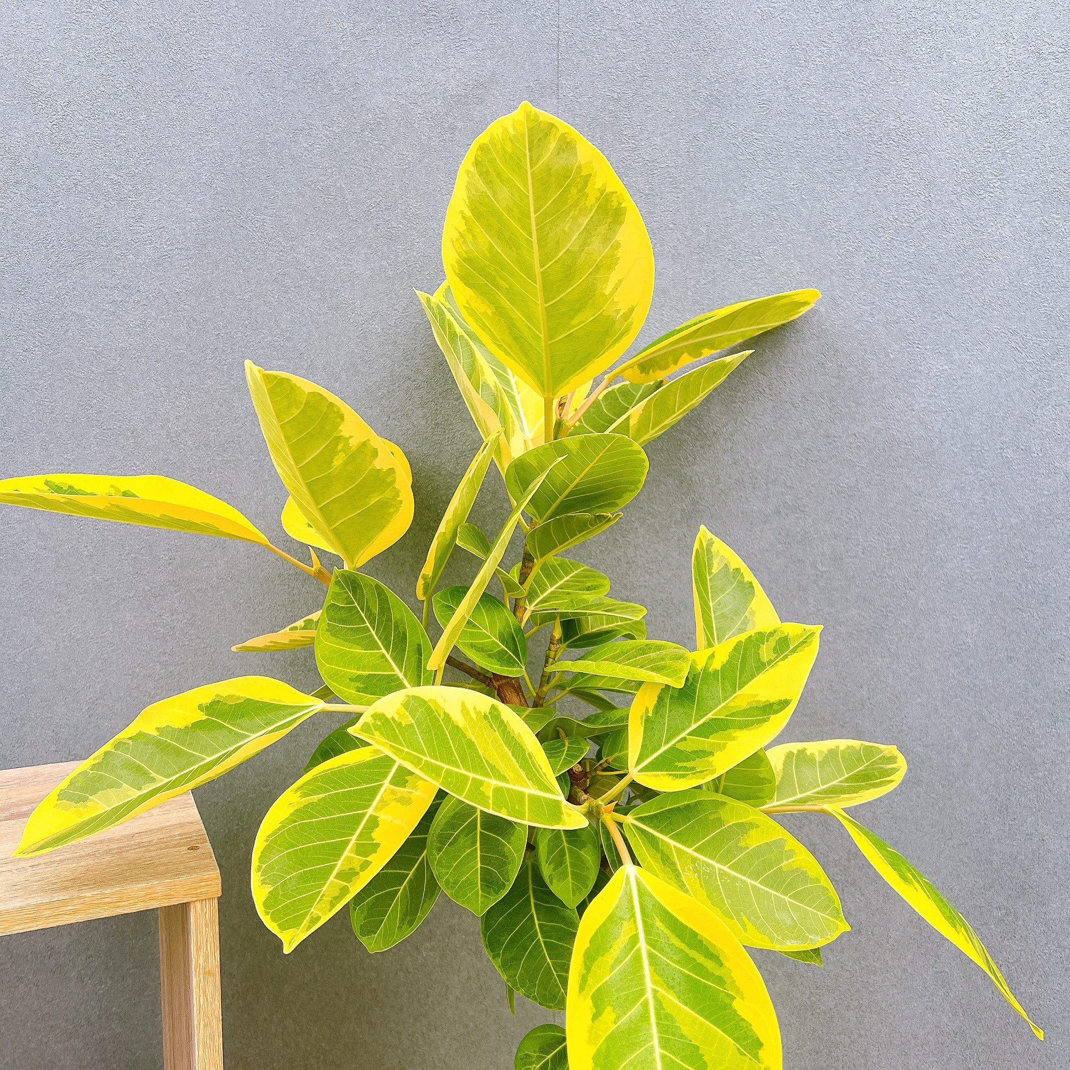 沖縄産❗️ フィカス　アルテシマ　曲がり ゴムの木　観葉植物 プレゼント フィカス・アルテシマ まがり M 〈沖縄産〉 | 観葉植物の通販