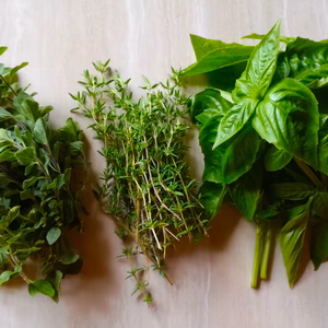 もぎたてフレッシュハーブセット（バジル、タイム、オレガノ　3種）
