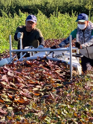 みんなの投稿の画像