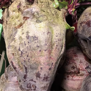 訳あり❕ビーツ