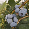 【６月発送】化学合成農薬不使用完熟ブルーベリー1ｋｇ（125×8）