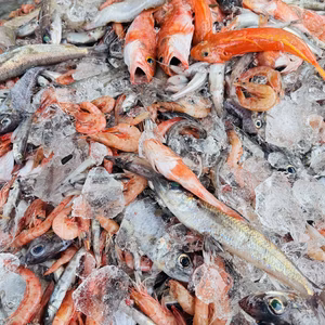 【9月先行予約】【魚ガチャ】欲張って2袋！何が入っているかわからない［おかず］］