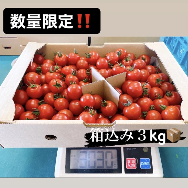 【限定８箱‼️】大特価✨甘くて濃厚ミニトマト