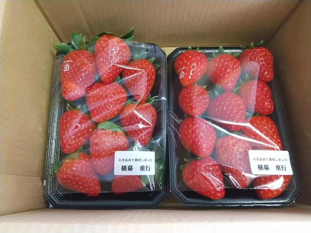 【3月予約】苺　紅ほっぺ　2パック　イチゴ本来の甘酸っぱさを堪能できる品種です