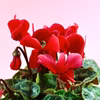 苔玉　シクラメン　(赤) 液肥付
