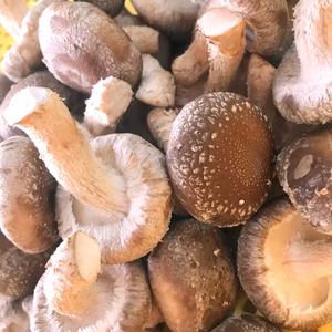 ★お買い得★肉厚ジューシー 菌床しいたけ 中サイズ1kg！