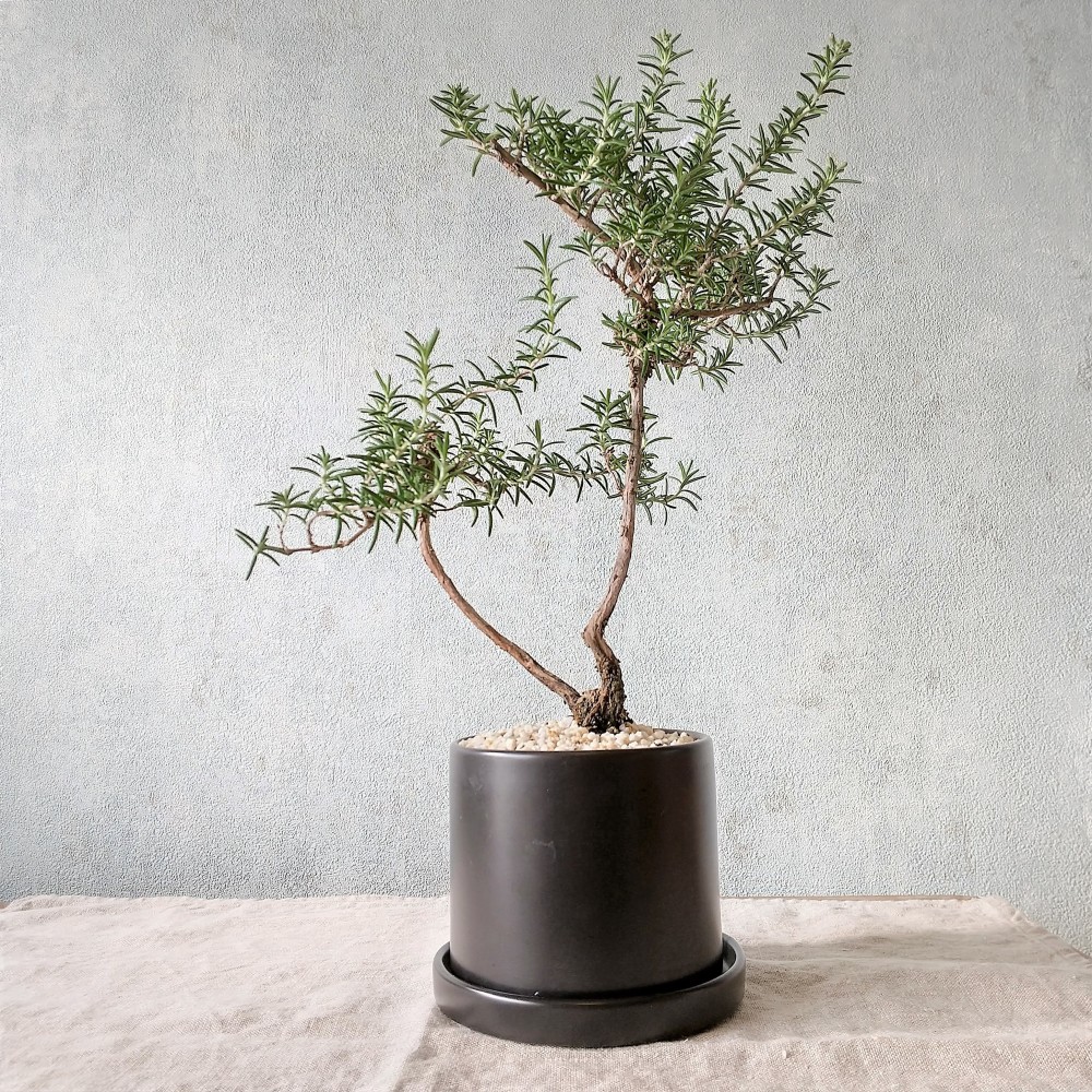 食べられる盆栽 ローズマリー盆栽 サンタバーバラ Ps69 農家漁師から産地直送の通販 ポケットマルシェ