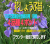 当園改良登録品種混合 花菖蒲苗４ポットセット