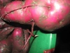 紫サツマイモ、パープルスイートロード,焼き芋、スウィーツ適約3kg