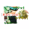 【本日6/30まで】宮崎県産きゅうりA品お試しセット