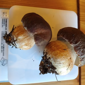 上物◆ニセコ産天然生ポルチーニ茸150g