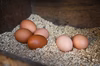 平飼い卵　20玉入【！濃厚な黄身のこだわり卵！輝翔卵（きしょうらん）20玉入！】