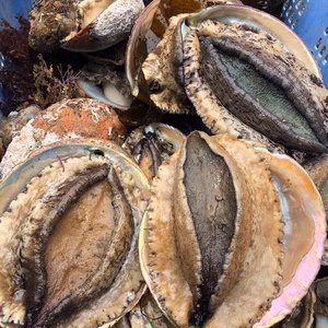 漁師直送！！伊豆の美味しい　アワビ　鮑　あわび  -60度急速冷凍品