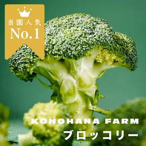 【今がおいしい！】緑がとても美しいブロッコリーです。(約1kg-2kgLサイズ)