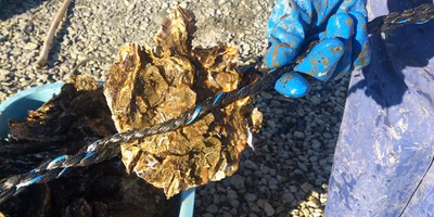 震災で海の中が浄化されました