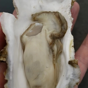 あっさりサッパリ　北海道のキレイな海で育った真牡蠣【殻付き、生食可】カキナイフ付