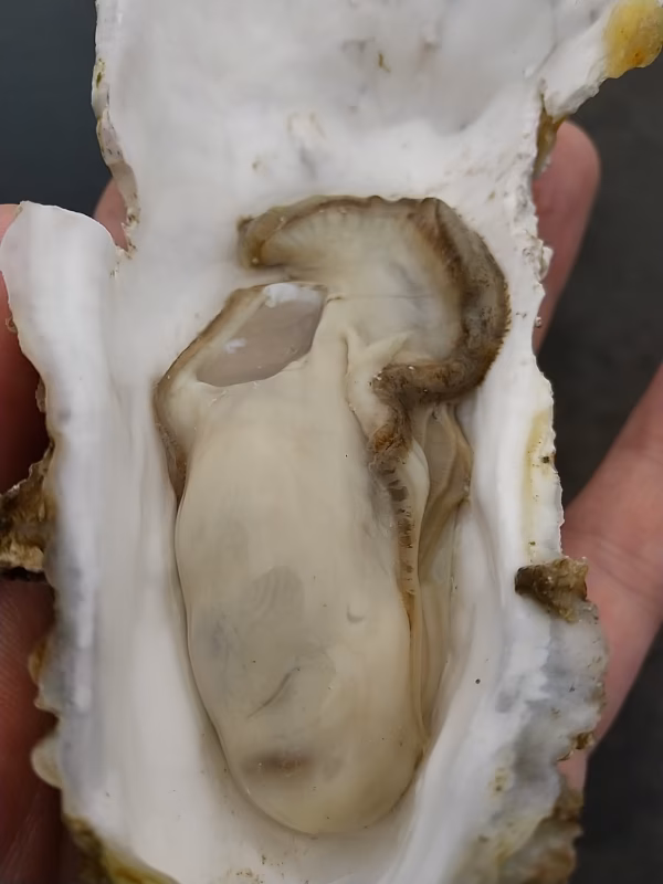 あっさりサッパリ　北海道のキレイな海で育った真牡蠣【殻付き、生食可】カキナイフ付