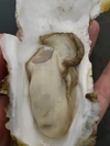 【寿牡蠣】　北海道のキレイな海で育った牡蠣【殻付き、生食用】カキナイフ付