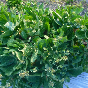 激レアー＊キャベツ菜花のつぼみ 白菜菜花のつぼみ～農薬/化学肥料・不使用