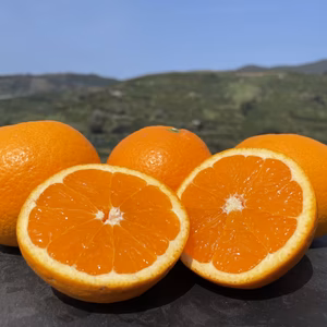 【今が旬！】清見おれんじ2kg 