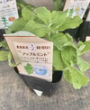 【比べて楽しむ　ミントの苗　7種類】