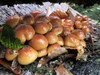 山形県産  「茸・筍・山菜炊き込みご飯の素」200gｘ各1袋 (３袋セット)