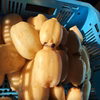 【栃木県の珍野菜】那須高原レンコン 1.5kg 