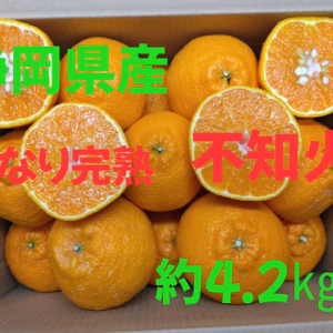 静岡県産　木なり完熟　不知火　約4.2㎏