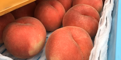 そろそろシーズン終わりか「さくら白桃」