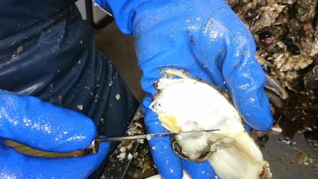 12647252_885081614922379_8219797360896558542_n