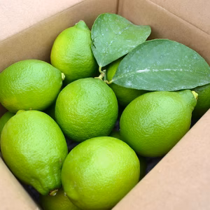 まるたま農園 国産ハウスグリーンレモン